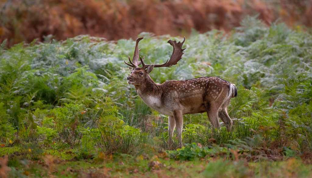 Fallow Buck 4