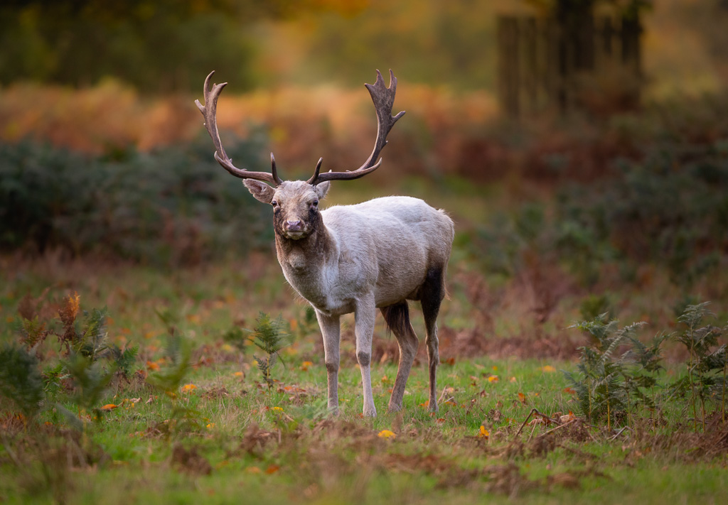 Fallow Buck 5