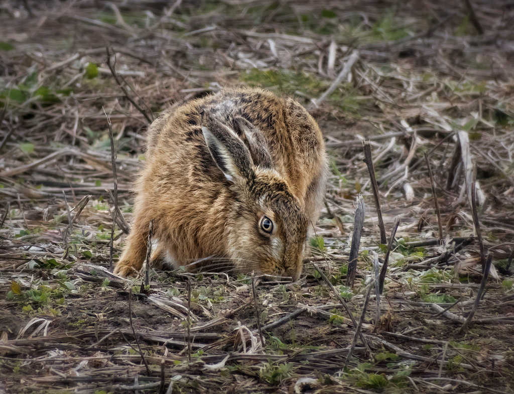 Hare 2