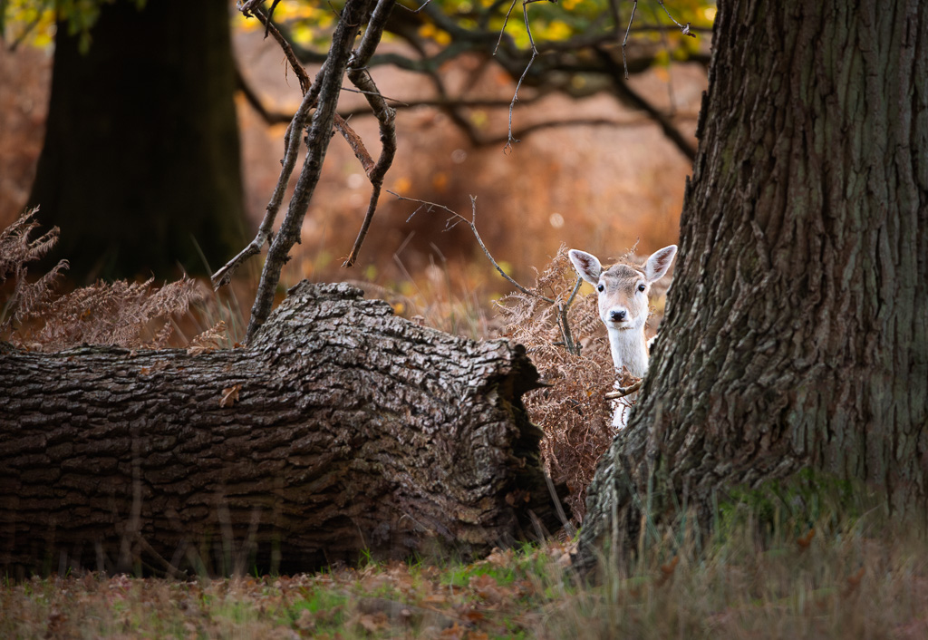 Knole Park Deer 16