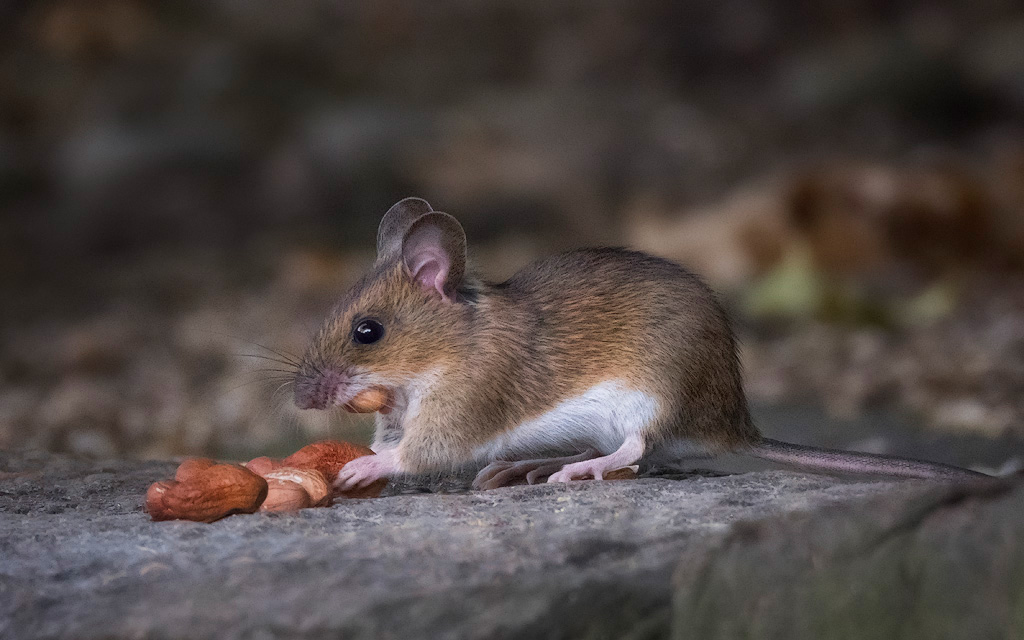 Wood Mouse 1