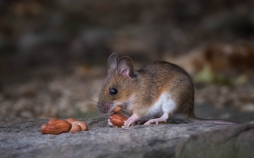 Wood Mouse 2