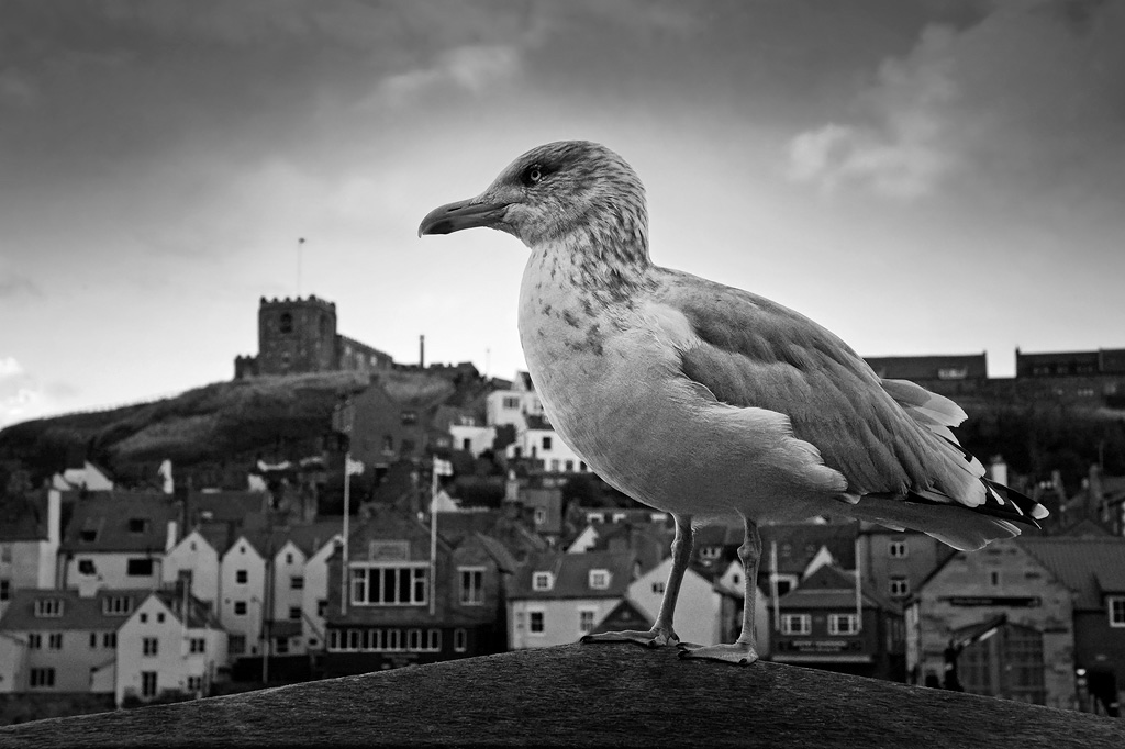 Seagull and St Marys