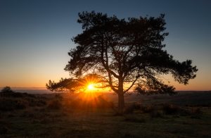 Two faces of Ashdown Forest