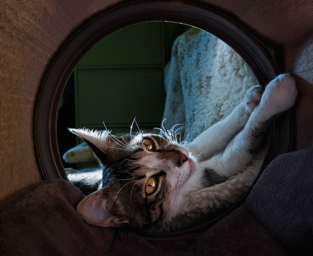 Chai is going to work