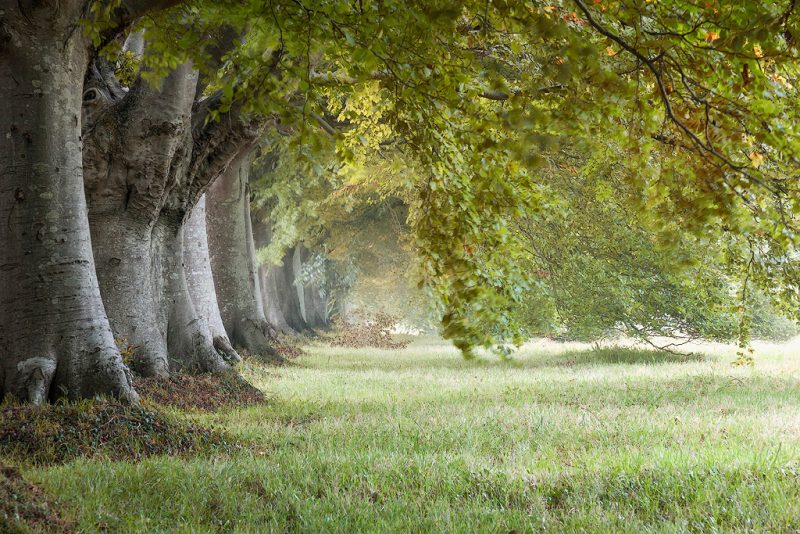 Beech avenue at Badbury Rings