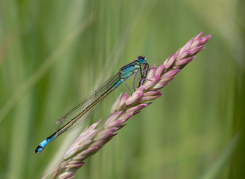 Blue-tailed damselflies