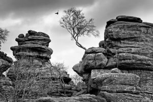 Brimham Rocks