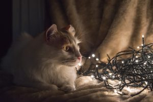 Buddy and the Christmas lights
