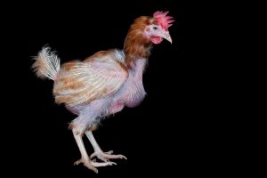 Four paint tins and a roll of garden fleece