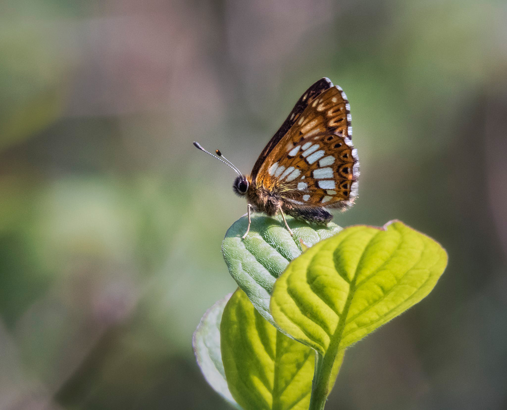 Duke of Burgundy