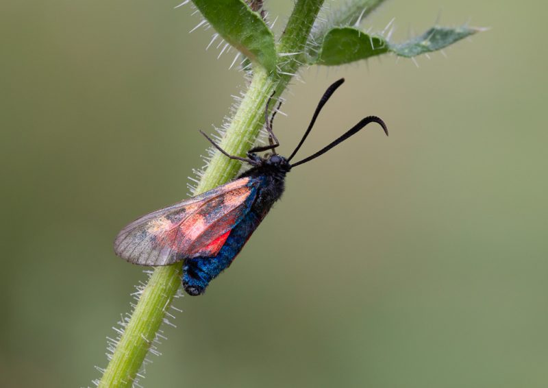 A lot of burnet moths