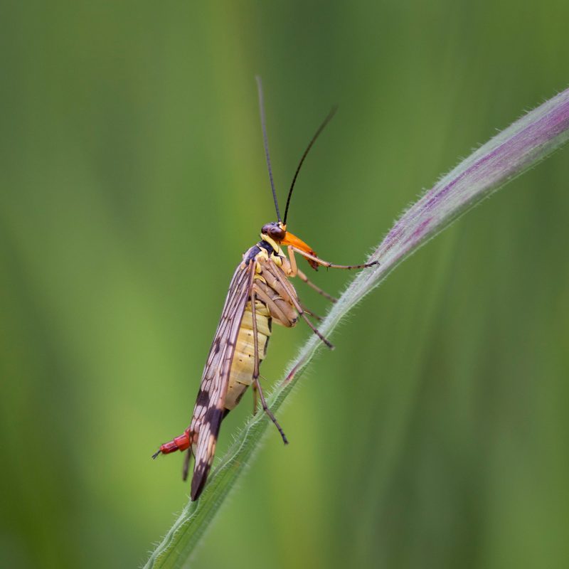 Scorpion flies