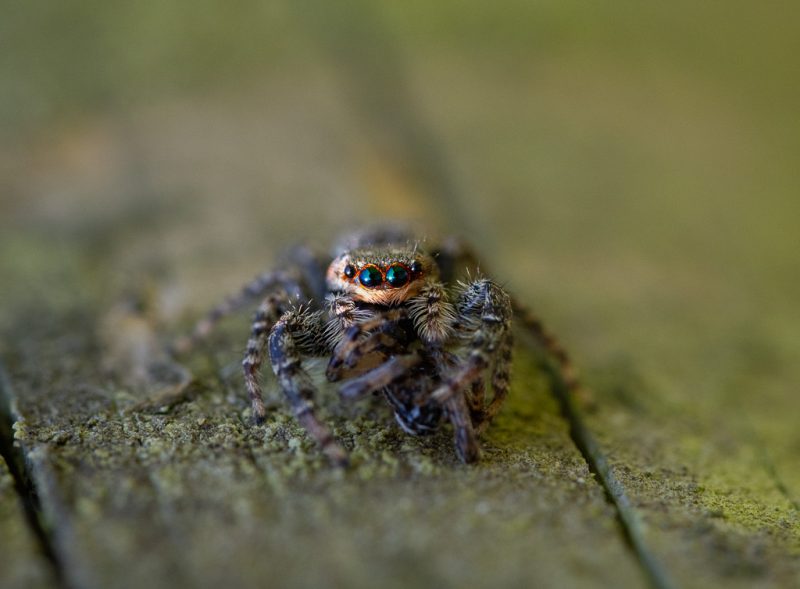 One less fencepost jumping spider