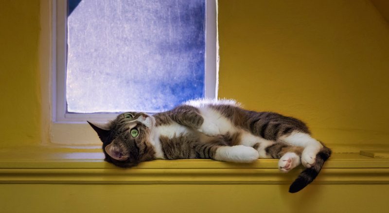 Foxy in the play den