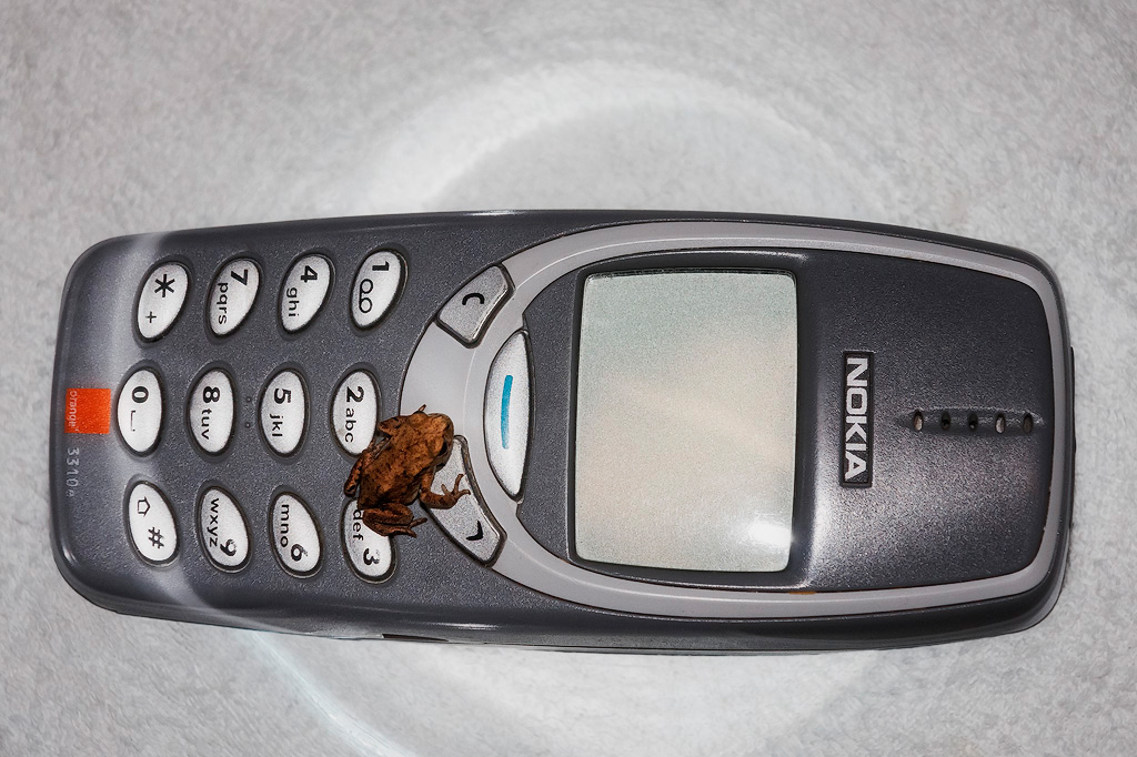 Froggy phone home