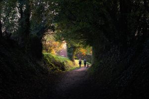Halnaker tree tunnel