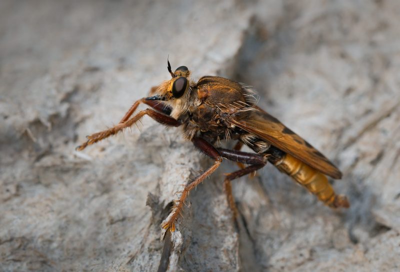Hornet robberfly