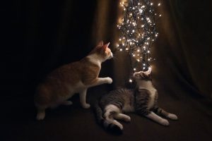 Christmas is coming!