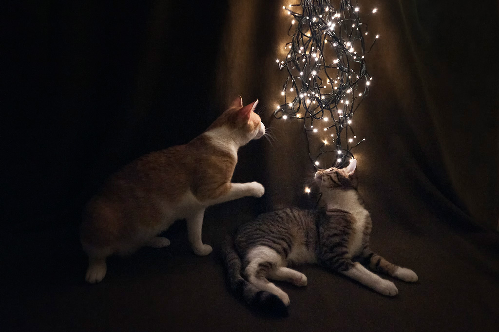 Christmas is coming!