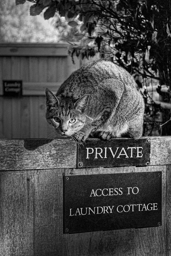 Laundry Cottage cat
