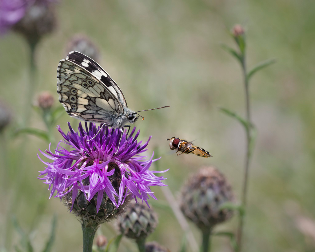 Marbled whites
