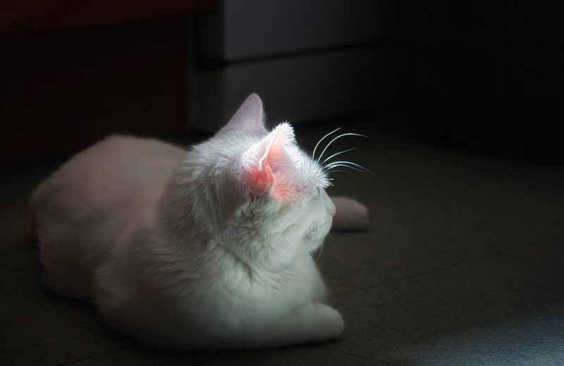 Cats in the sun