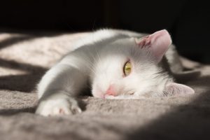 Christmas cats in the sun