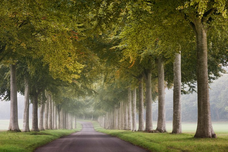 Moor Crichel