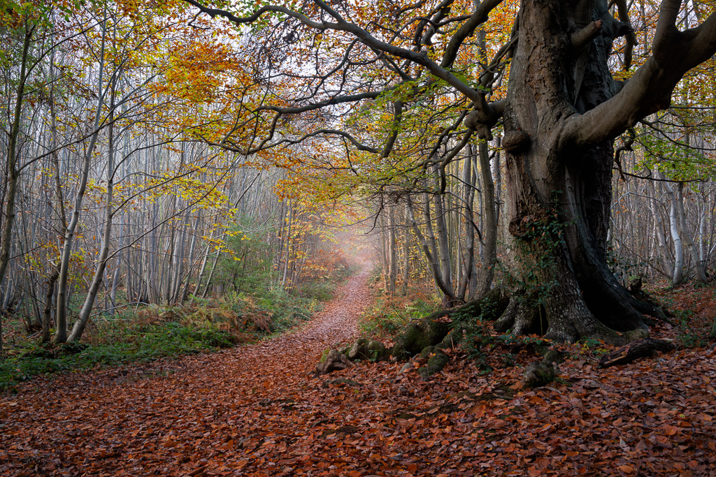 A local walk