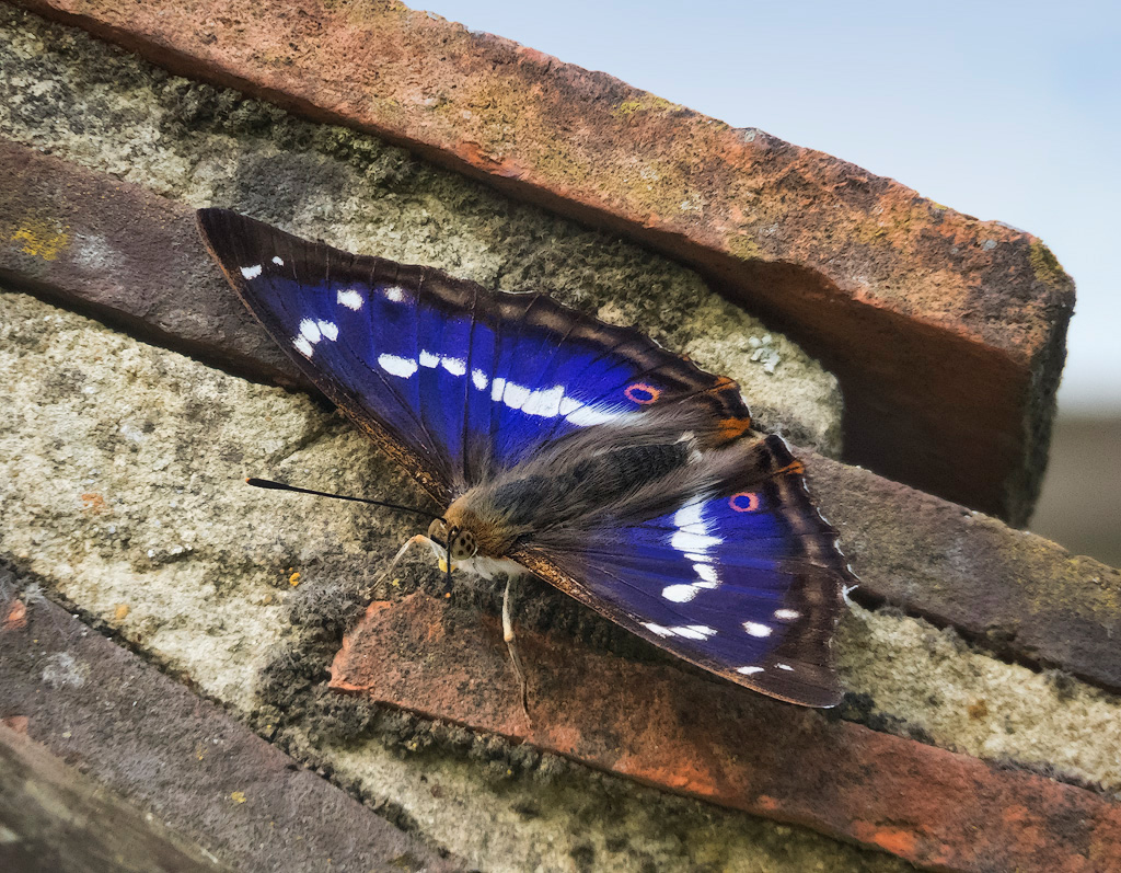 Purple emperor – an audience with “His Majesty”