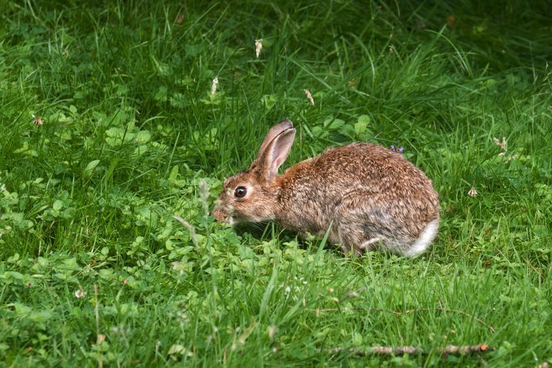 Flopsy, Mopsy and Cottontail