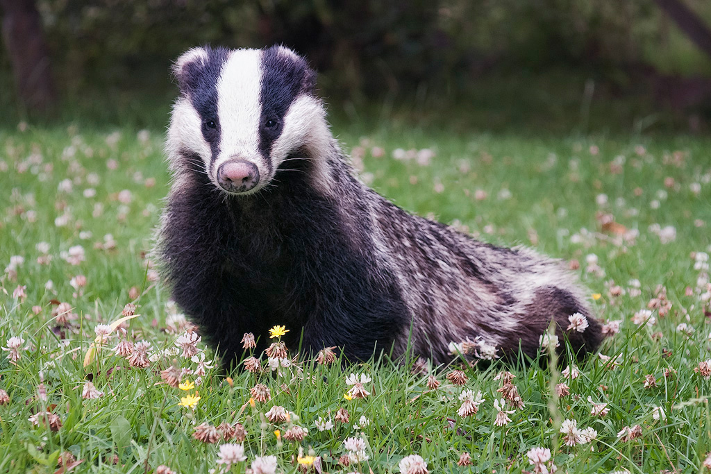 Badger for Sunday lunch