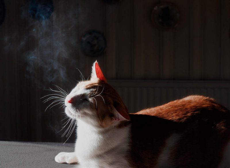 Smoking kitten