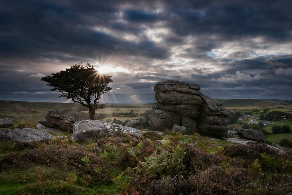 The most famous tree on Dartmoor