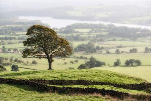 Tree on the Roaches