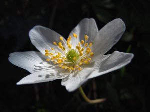 Another Happy Blogday!