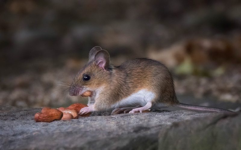 Wood mouse