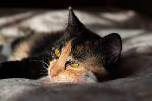 Two kittens for Christmas