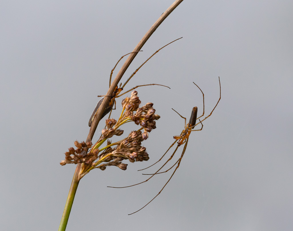 Pair of spiders
