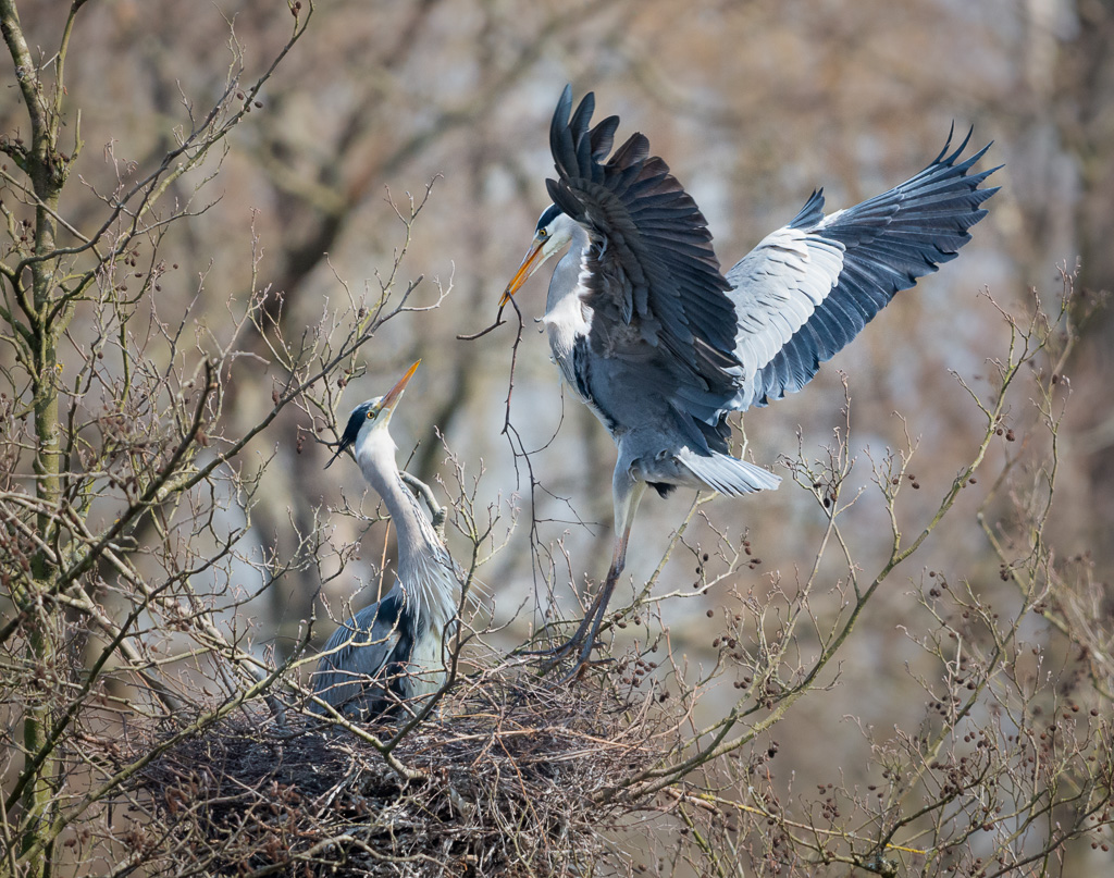 Herons