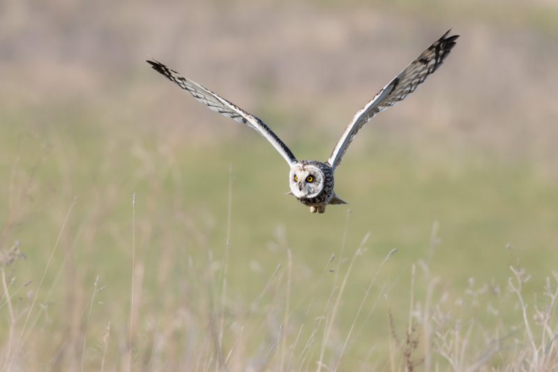 Short-eared owl