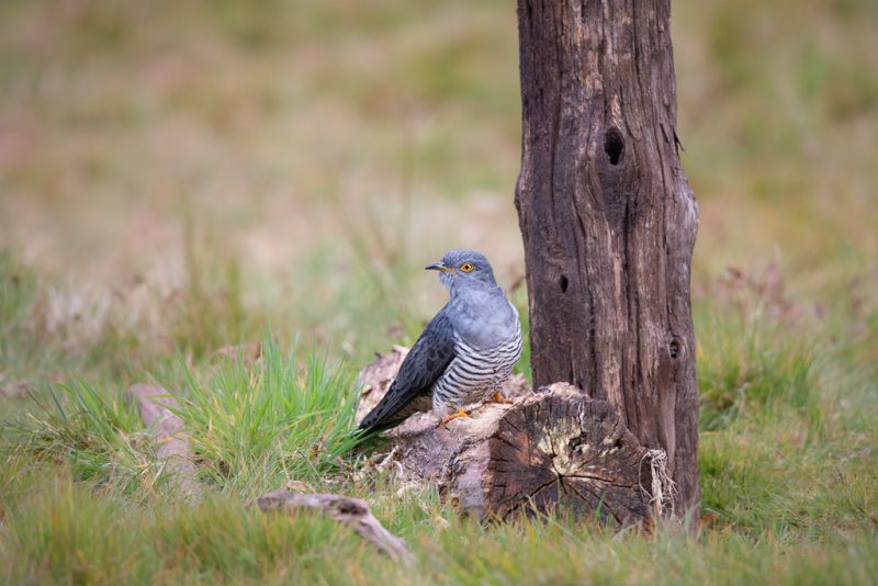 Colin the Cuckoo