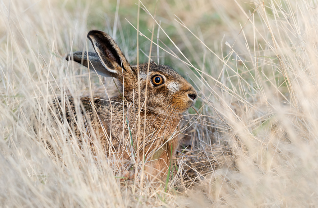 Elmley hares