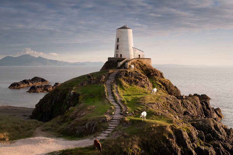 The ponies of Ynys Llanddwyn