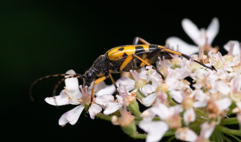 Black and yellow at Woods Mill