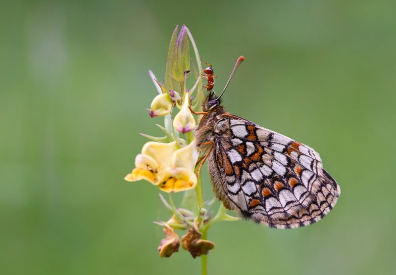 An afternoon at West Blean