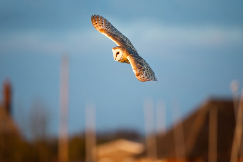 Owls at Sandwich Bay