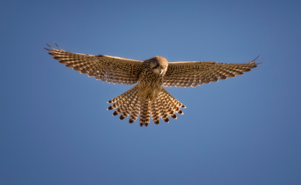 Kestrel