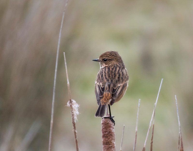 Stonechat at Oare marshes